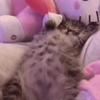 🍪 cat, kitten, sleeping, cute, pet, animals, mammal whatsapp sticker