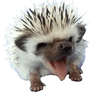😛 hedgehog, animal, mammal, cute, pet telegram sticker