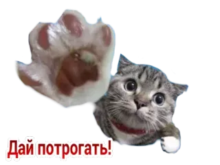 😻 Дай потрогать! cat, paw, cute, animal, domestic telegram sticker