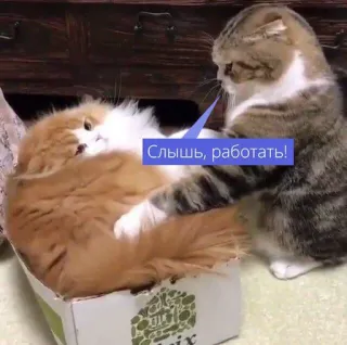 📦 Слышь, работать! telegram sticker