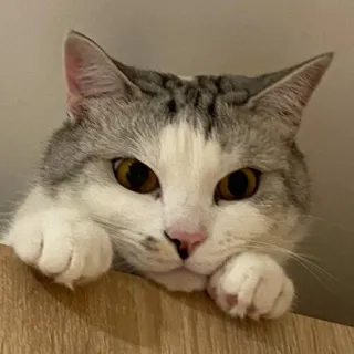 😏 chat, animal de compagnie, animal, félin, chat domestique, mammifère whatsapp sticker