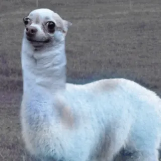 🦙 dog, llama, chihuahua, animal, hybrid, funny telegram sticker
