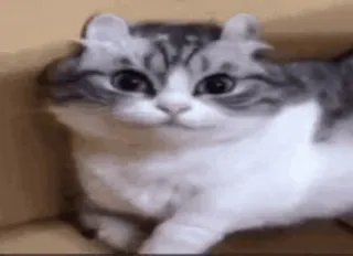 😊 mèo, động vật, thú cưng, mèo con, dễ thương, mèo telegram sticker
