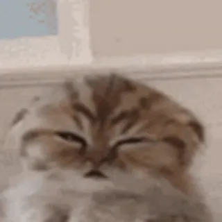 🐱