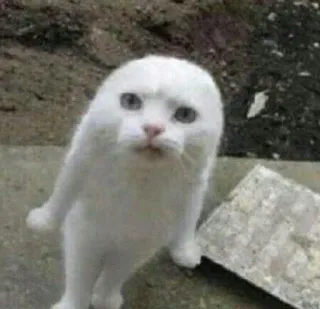 ✨ 猫, 动物, 白猫, 表情包, 搞笑 telegram sticker