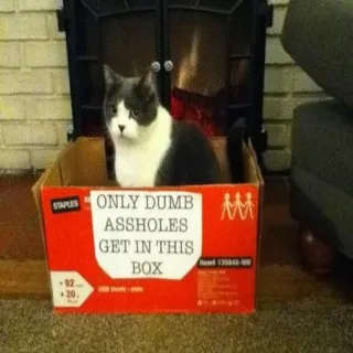 🐱 ONLY DUMB ASSHOLES GET IN THIS BOX gato, caja, grapas, gracioso, ofensivo, humor telegram sticker