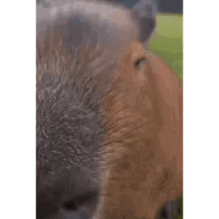 🦫 capybara, animal, rongeur, mignon, amical whatsapp sticker