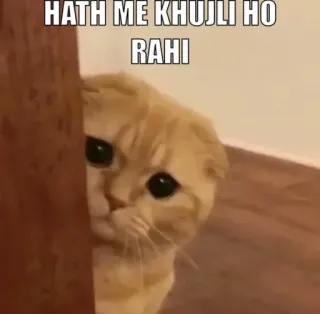 👀 HATH ME KHUJLI HO RAHI gato, meme, gracioso, animal telegram sticker