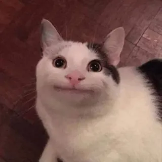 🙂 kot, zwierzę, mem, śmieszne, zwierzak, słodkie whatsapp sticker