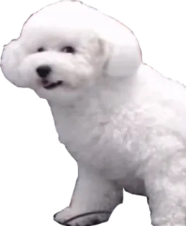 🌝 chien, bichon frisé, blanc, animal de compagnie, animal, duveteux whatsapp sticker