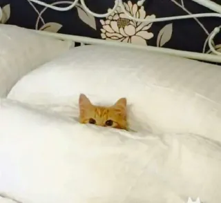 🐈 고양이, 동물, 새끼고양이, 침대, 베개, 수면, 귀여운 telegram sticker