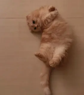 🥰 кот, животное, питомец, милый, кошачий, домашний, котенок telegram sticker