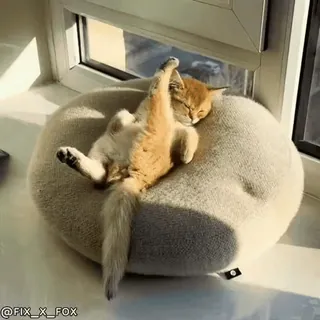 🥱 猫, 睡眠, 動物, 可愛い, 子猫 whatsapp sticker