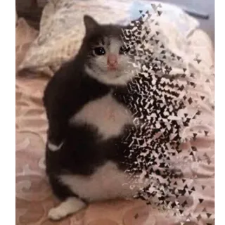 😒 cat, sad, dissolving, black and white, meme whatsapp sticker