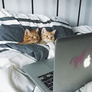 🧑‍💻 chats, ordinateur portable, lit, autocollant licorne, animaux de compagnie, animaux telegram sticker