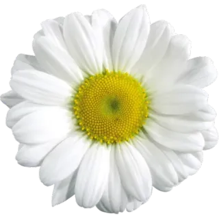 🌸 ромашка, цветок, белый, желтый, лепесток, природа, растение telegram sticker