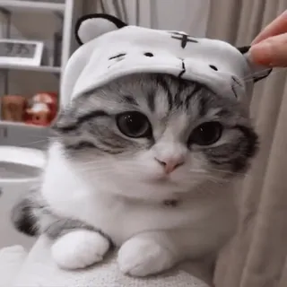 😊 chat, chaton, mignon, animal, animal de compagnie, chapeau, adorable telegram sticker