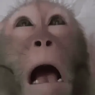 🤤 scimmia, animale, primate, scimmia antropomorfa, divertente, meme, scioccato whatsapp sticker