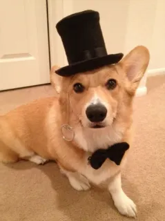 🎩 corgi, anjing, topi tinggi, kacamata tunggal, dasi kupu-kupu, hewan peliharaan, binatang telegram sticker