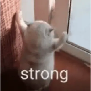 😊 strong gato, fuerte, animal, gatito, lindo, meme whatsapp sticker