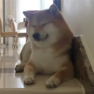 🏷 chó, shiba inu, thú cưng, động vật, dễ thương, vui vẻ telegram sticker