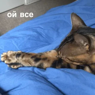 🙅‍♀️ ой все แมว, รัสเซีย, ตลก, มีม telegram sticker