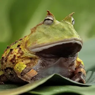 😑 grenouille, grenouille cornue, amphibien, nature, animal whatsapp sticker