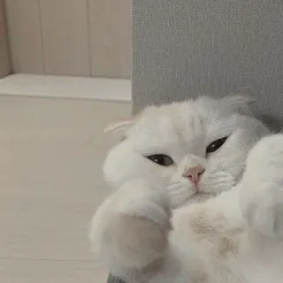 😾 猫, 白猫, 動物, ペット, 可愛い, 家畜, ネコ科 telegram sticker