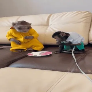 🫴 monkeys, animals, clothing, couch, indoors whatsapp sticker