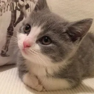 🥺 小猫, 猫, 动物, 可爱, 宠物, 灰色和白色, 家畜 telegram sticker