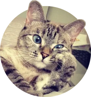 🤔 cat, animal, cute, pet, feline telegram sticker