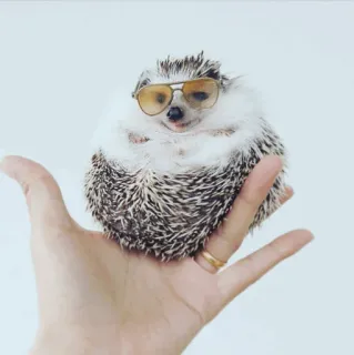 🦔 egel, dier, huisdier, schattig, zonnebril telegram sticker