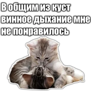😚 В общим из куст
винное дыхание мне 
не понравилось cats, kitten, funny, text, russian telegram sticker