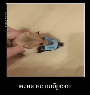 🌟 меня не побреют Hamster, Meme, Lustig, Tier, Russisch telegram sticker