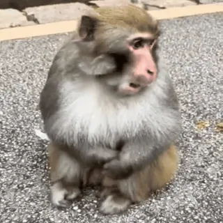 😤 monkey, animal, mammal, wildlife, primate whatsapp sticker