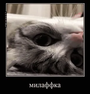 🌟 милаффка cat, meme, russian, cute, animal telegram sticker