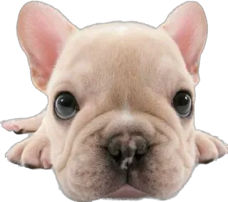 😔 cane, cucciolo, bulldog francese, animale, carino, animale domestico telegram sticker