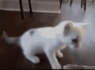 🐾 小猫, 猫, 白猫, 宠物, 可爱, 动物, 家畜 whatsapp sticker