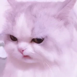 🐱 gato, gruñón, blanco, lindo, animal, mascota whatsapp sticker