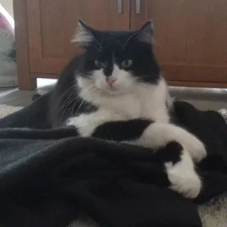 😼 Katze, Haustier, Haustier, Schwarzweiß, Süß, Katzenartig whatsapp sticker