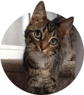 👀 cat, pet, kitten, animal, domestic animal, cute telegram sticker