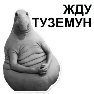 ⤴ ЖДУ ТУЗЕМУН Blob, Warten, Warten, Lustig, Meme, Tier, Seehund telegram sticker