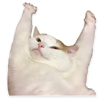 🐱 gato, animal, lindo, gracioso, mascota, gato blanco, patas levantadas, celebración telegram sticker