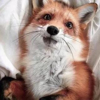 🦊 fox, animal, cute, red fox, wildlife telegram sticker