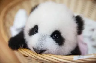 panda :: @fStikBot telegram stickers