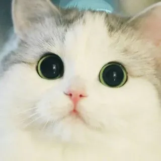 😐 cat, cute, animal, pet, kitten, domestic animal, mammal telegram sticker