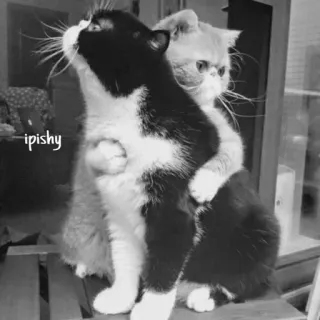 🕸 ipishy 猫, 拥抱, 动物, 友谊, 宠物 telegram sticker