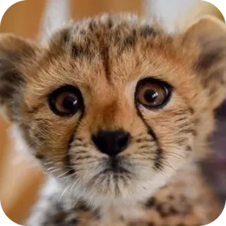 🐱 เสือชีตาห์, ลูก, ลูกสัตว์, สัตว์ป่า, แมว, สัตว์, น่ารัก telegram sticker
