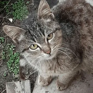 😺 chat, animal, animal de compagnie, félin, tigré, chat domestique, mammifère telegram sticker
