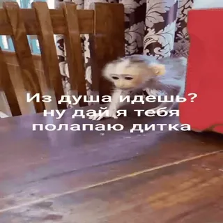 🐵 Из душа идешь?
ну дай я тебя
полапаю дитка mono, animal, lindo, divertido, broma, meme whatsapp sticker